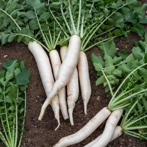 Radis Japonais April Cross HF1 - Graines d'Exception